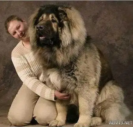 藏獒也得甘拜下风?全球体型最大的狗,高加索犬