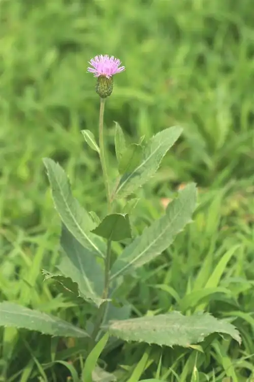 p>刺儿菜(学名: i>cirsium arvense var.