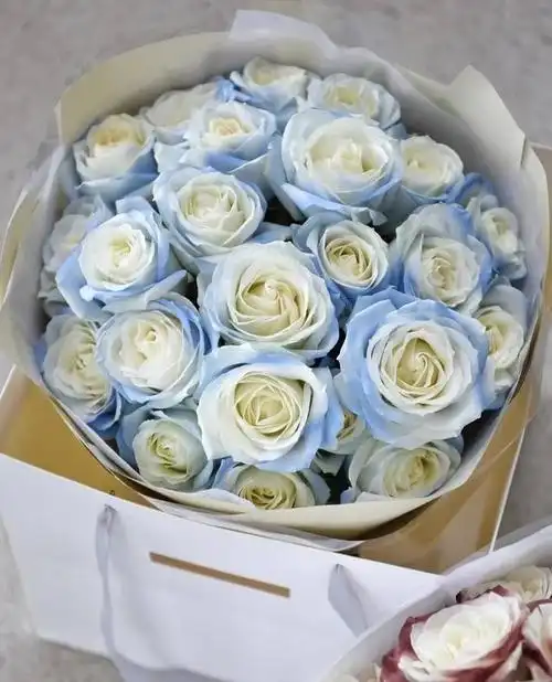密西根碎冰蓝渐变玫瑰,是由白玫瑰喷色做出来的,酷酷的蓝色中夹杂着