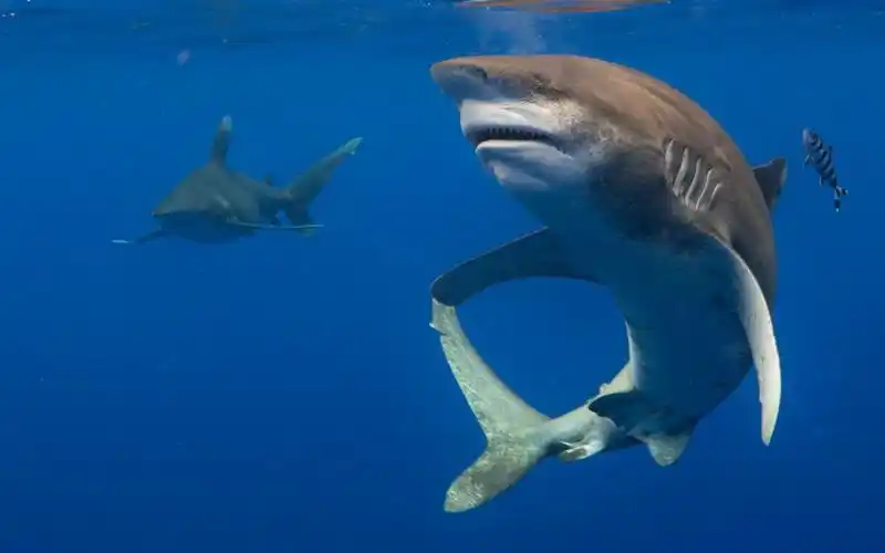 长鳍真鲨又叫远洋白鳍鲨是如何将食物与声音联系起来的