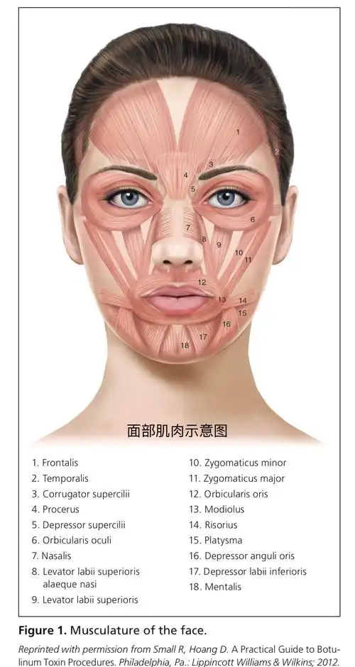 除皱针:医学上叫肉毒杆菌毒素,常用于注射,治疗面部皱纹.
