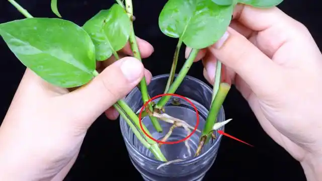 水培绿萝快速生根秘诀,10天根系发达茂密,叶片绿油,成活率高