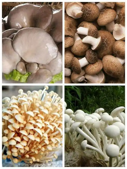 漂亮的蘑菇很危险