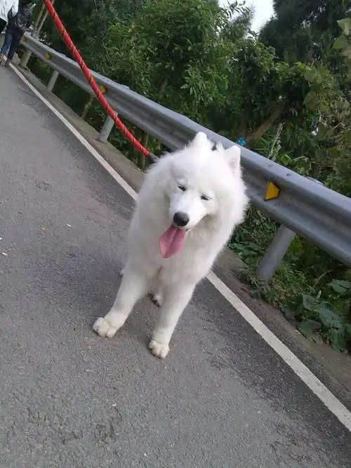 老婆待产 忍痛出售 一岁半 萨摩耶 照片内详