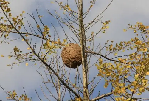 看到油箱盖有点脏,打开看到里面是蜂巢,男子直接懵了
