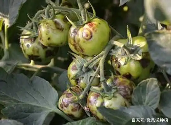 西花蓟马如何防治