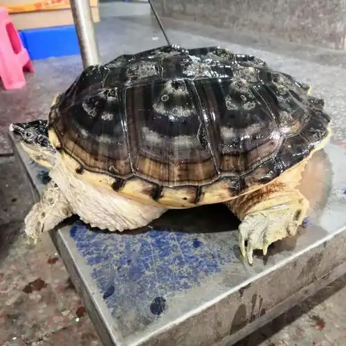 龟苗食用北美凶猛爆刺杂佛外塘活体肉龟宠物龟