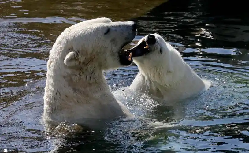 前波莫瑞州罗斯托克,盛夏高温天,当地动物园的北极熊们潜入水中泡澡