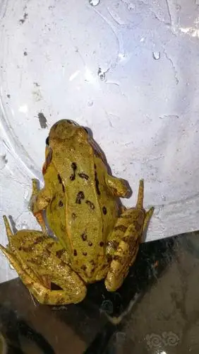 雪蛤正宗东北雪蛤