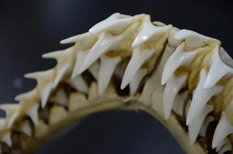 鲨鱼一生都在换牙