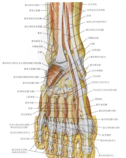 踝关节解剖骨肌培训