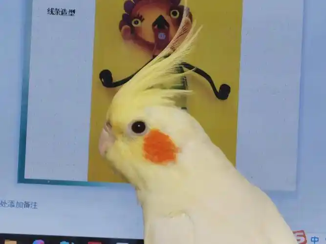论鸟的两面性,脸也秃了,你们的玄凤鹦鹉脸秃了吗?
