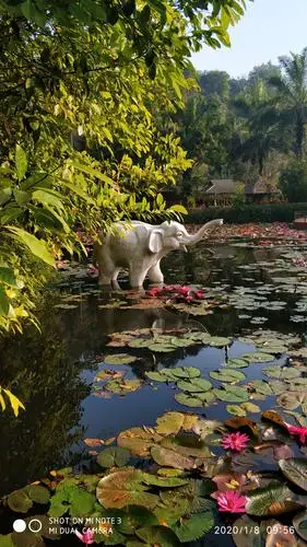 西双版纳野象谷