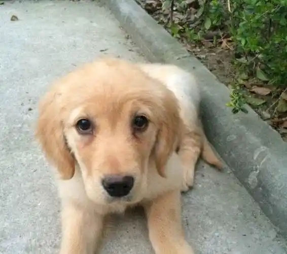 三个月金毛送爱狗人士