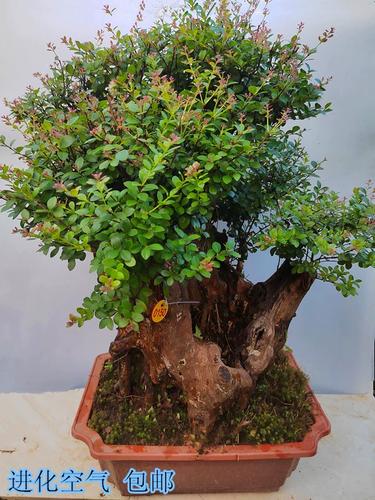 赤楠黄杨盆景生桩熟桩小叶红芽古桩老桩庭院室内绿植盆栽四季长青