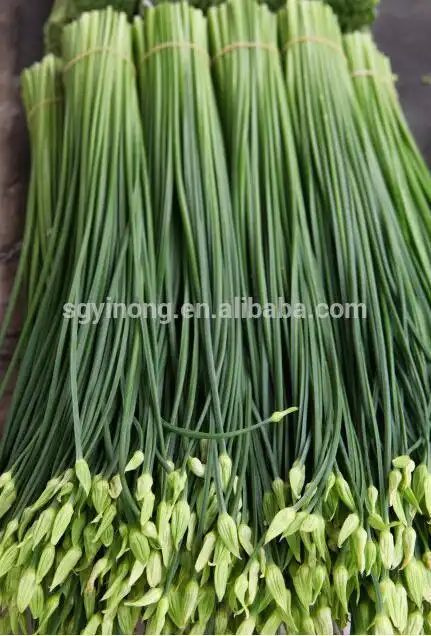 strong growth and cold resistant bolting chinese chives seeds