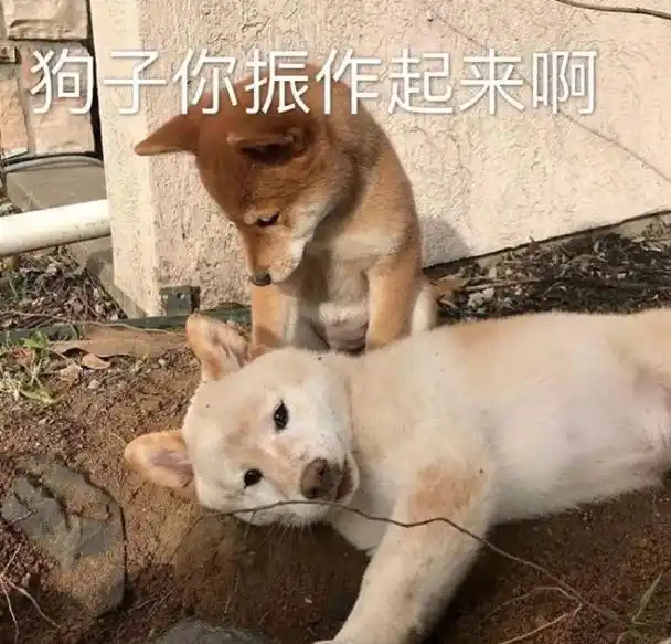 (狗狗表情包)让我来修理你乖巧忙完可以陪陪我吗(莎拉公主表情包)