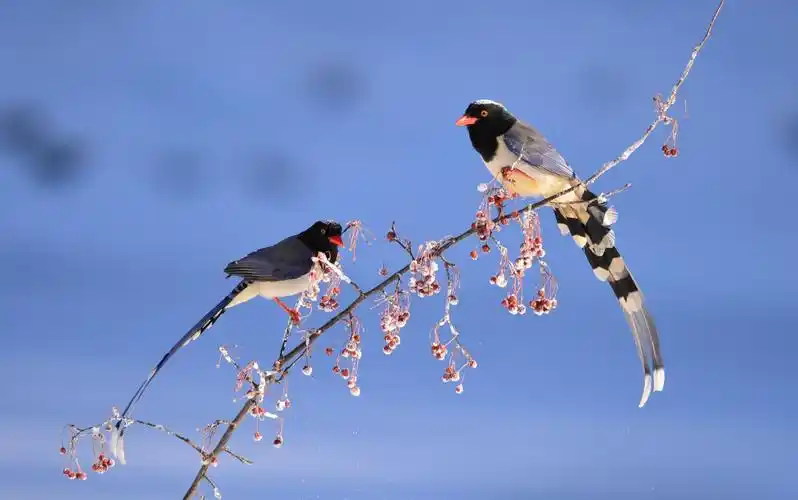 雪梦里的红嘴蓝鹊