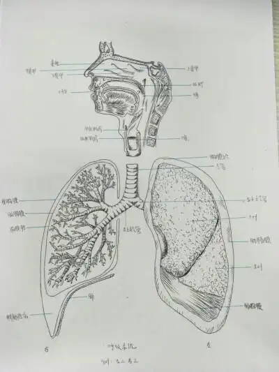 肺部简笔画