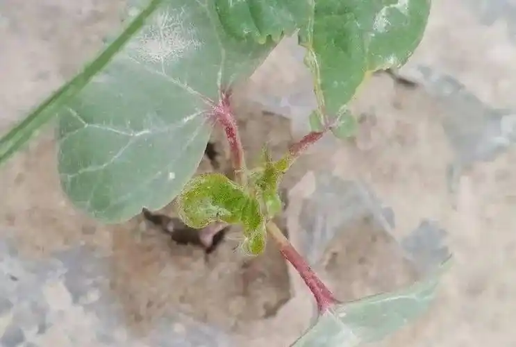 虫害棉蓟马的发生及防治措施