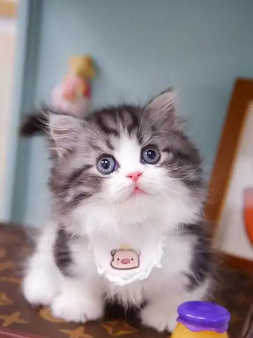 欣赏一下拿破仑矮脚弟弟的颜值 最可爱猫咪_猫咪_猫咪日常_宠物_猫