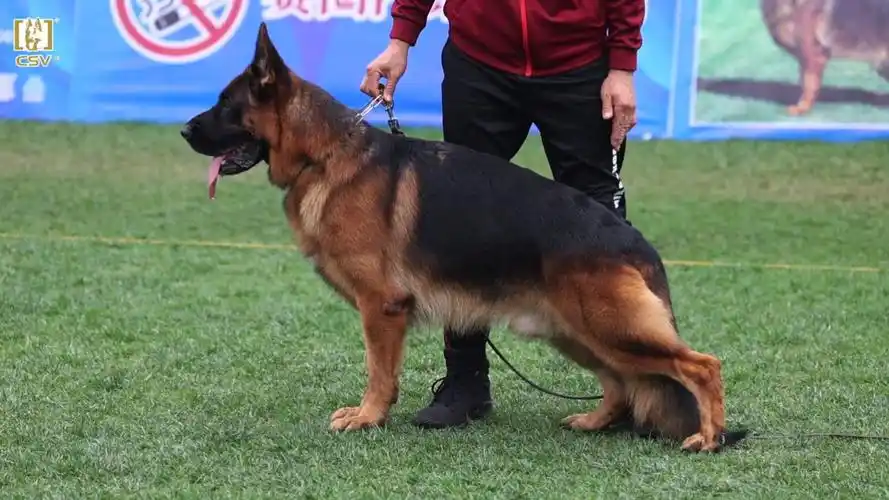 2023年秋季·csv德国牧羊犬中国优胜繁殖展成年公犬组va1犬只讲评