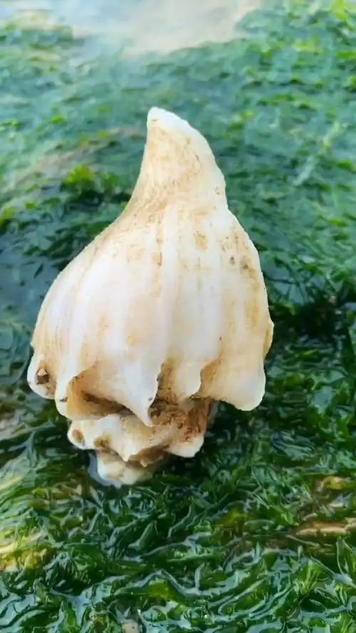 赶海这么长时间,第一次发现白螺,带回家收藏