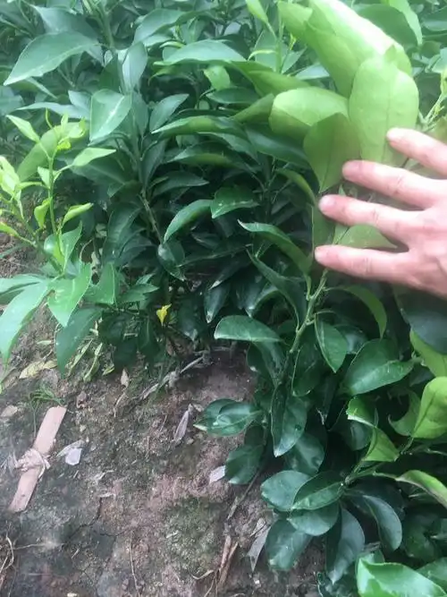 [红美人柑桔苗批发]红美人柑桔苗 红美人爱媛苗出售