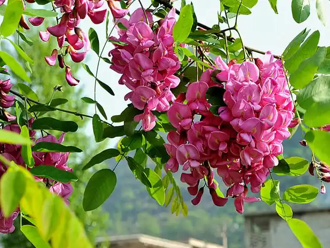 红槐花_分集剧情 红槐花