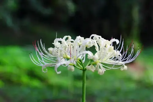 白色彼岸花,据说梵语里又叫"曼陀罗华",被称为"天上之花"