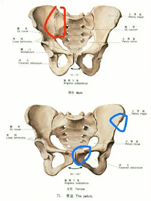 骶髂关节痛,腹股沟酸痛,为什么好不了?