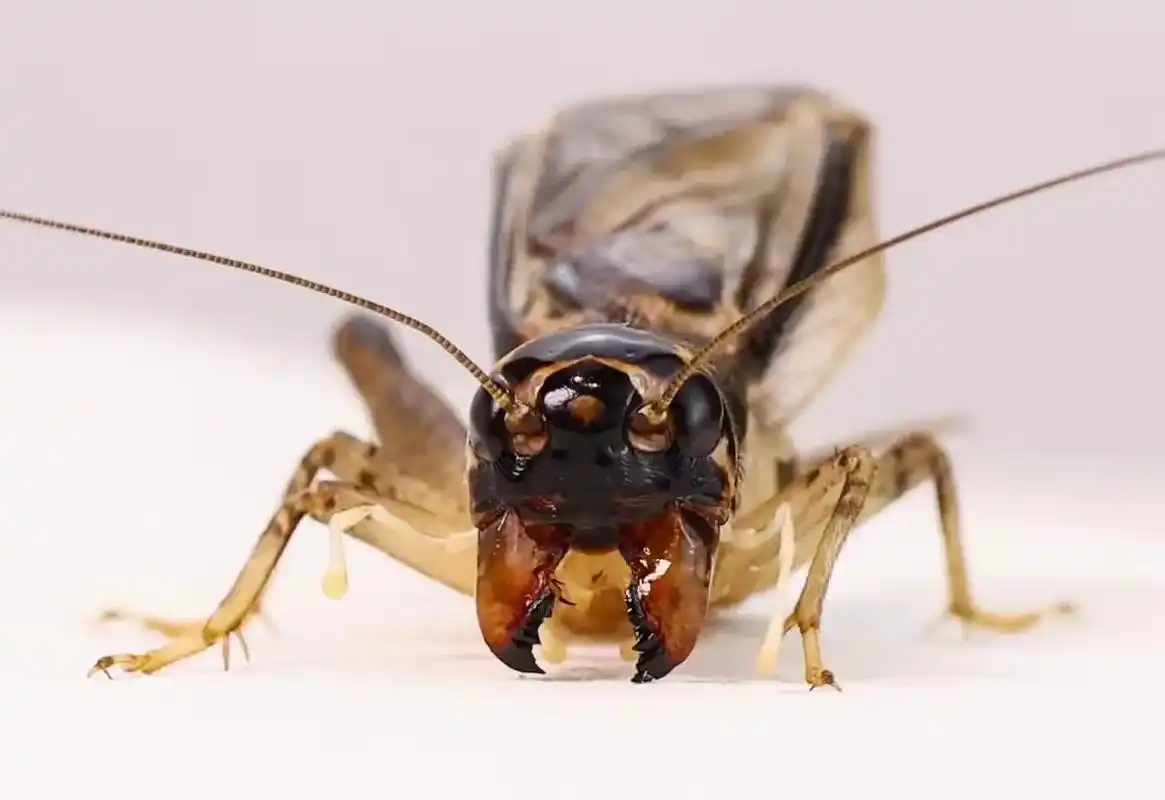 上海虫友 六路红牙暗黄翅#蟋蟀 #标本#一将难求 #万物有灵 - 抖音