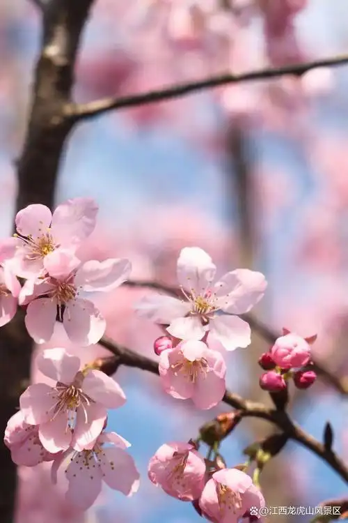 就以这样的方式,与春日龙虎山相遇吧~|春天|溪谷|度假区_网易订阅