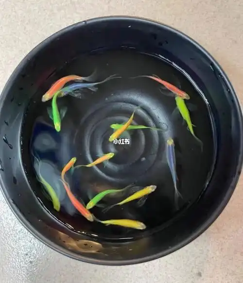 买5条赠2条,买10条赠4条.#蝶翼斑马鱼