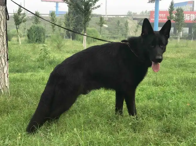 论坛首页 配犬繁殖 纯黑色西德公 交流借配