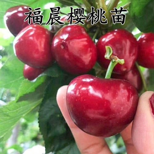 烟台大樱桃新品种 福晨樱桃苗 福星樱桃树苗嫁接南方北方种植果树