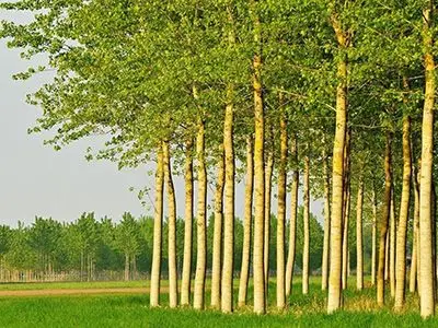 世界林业发展七大趋势(图)