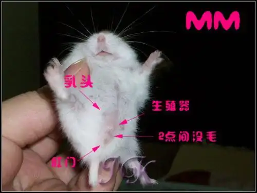 小仓鼠身上真的有细菌?怎么看公的还是母的啊?