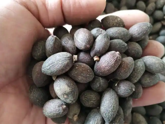 葵树子 蒲葵子 葵树籽 中药材 葵扇子批发量大从优