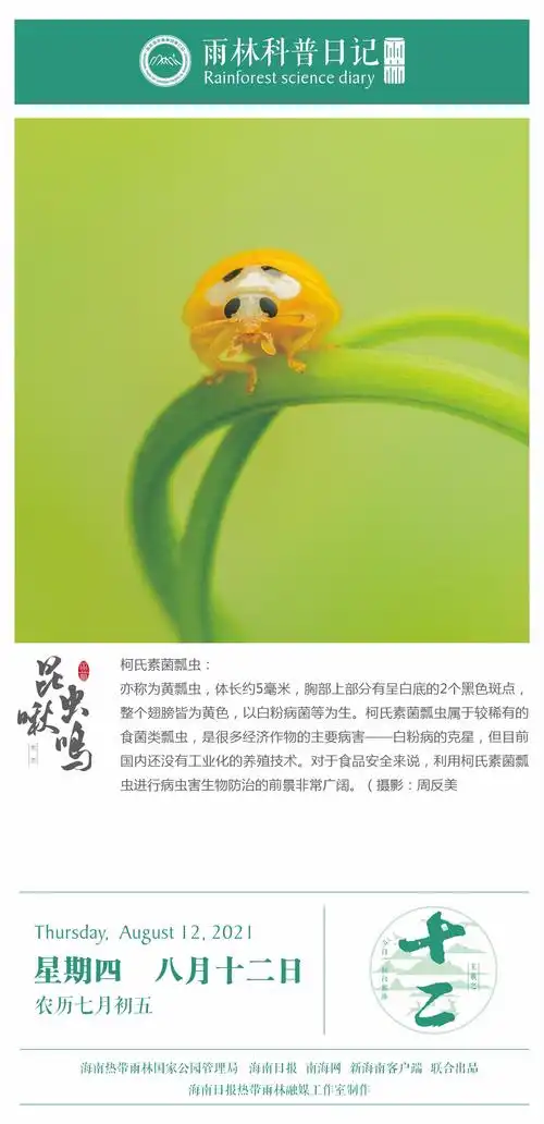 雨林科普日记之柯氏素菌瓢虫