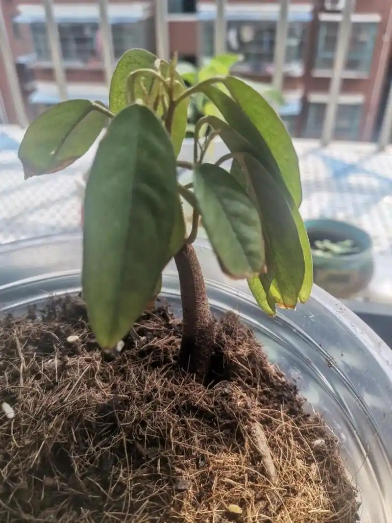 儿子悉心照料的榴莲长成小小树苗啦!