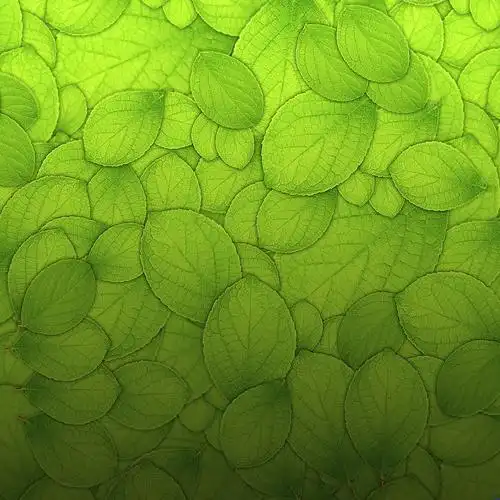 首页 绿色ppt背景图片