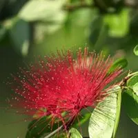 娇艳的红色合欢花美醉了红色花朵图片头像