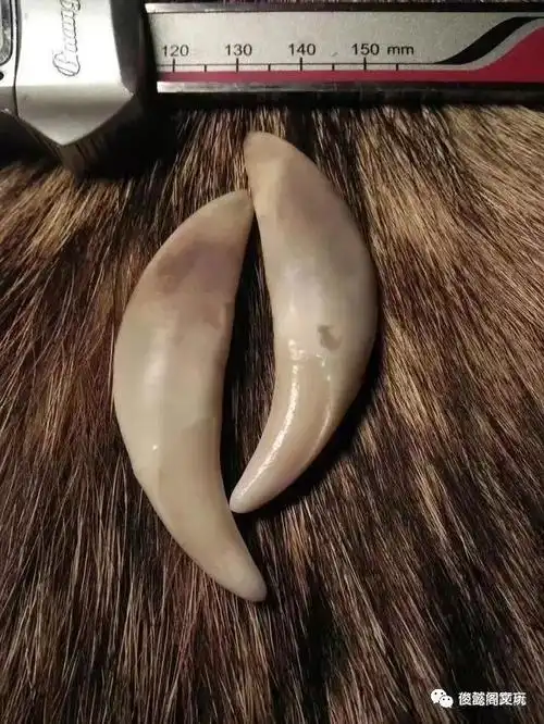 教你辨别真假狼牙,谁说狼牙一定有血纹