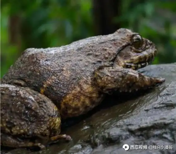 小山沟里的野生石蛙