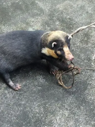 不是捕鼠夹吧  这里面有故事 | 发布于2016-07-15 08:21  评论 猥子