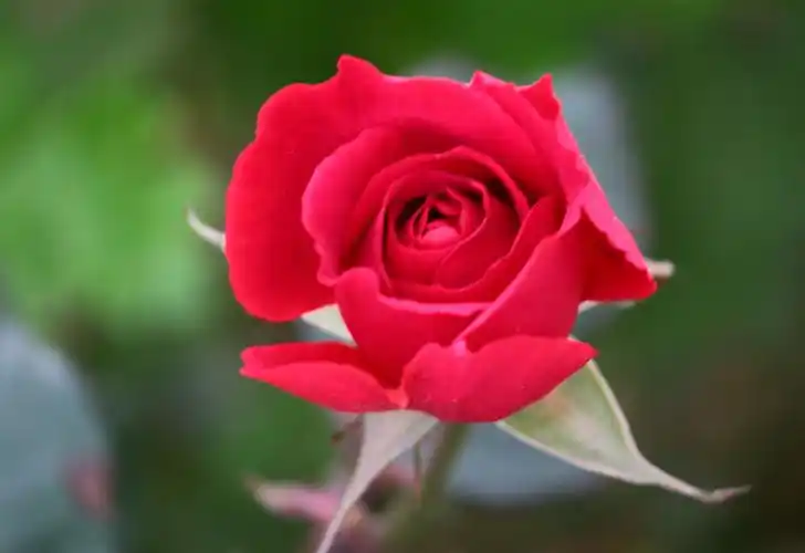 献上一朵美丽的玫瑰花,祝大家周末愉快