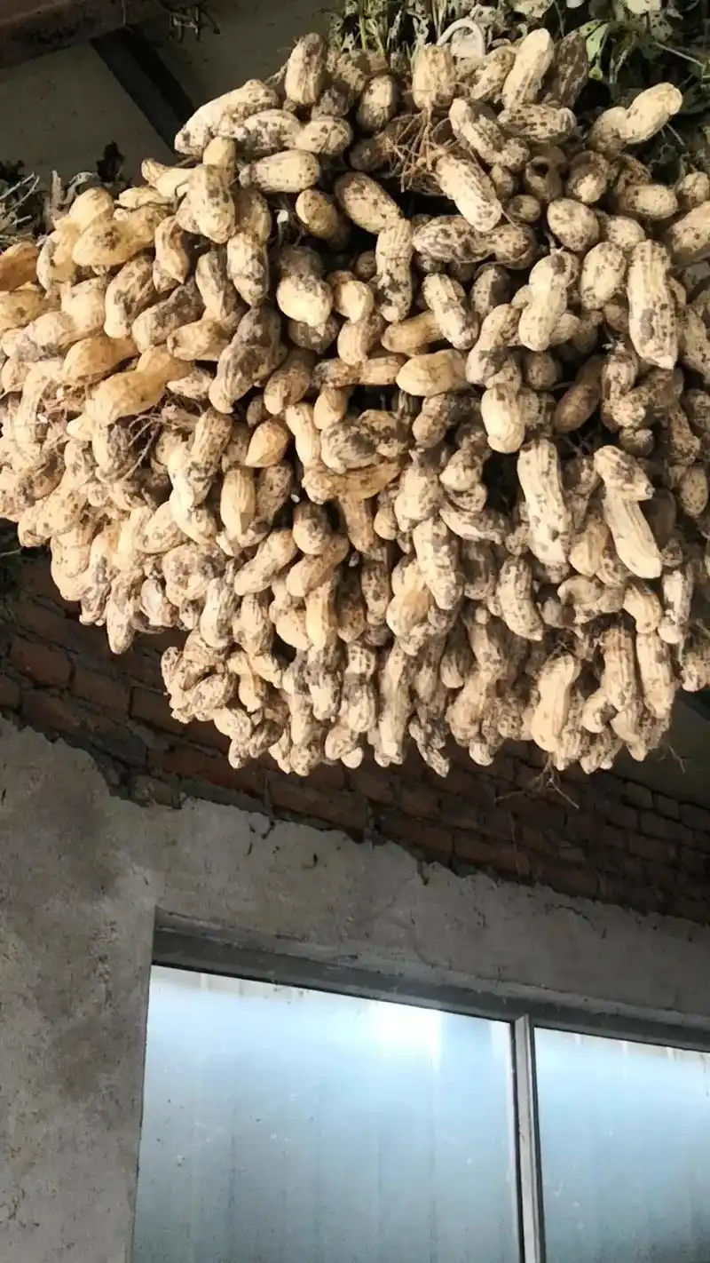 三宁金钛能花生肥种的花生,真实图片,山东莱阳冯格庄. - 抖音