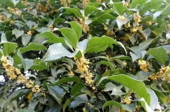 十大开花最香的树鸡蛋花垫底桂树夺冠