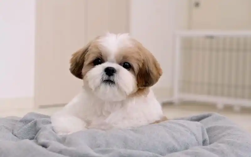 毛茸茸的西施犬,第一次修剪.